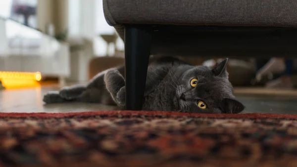 Grijze kat ligt verstopt onder een bank in huis