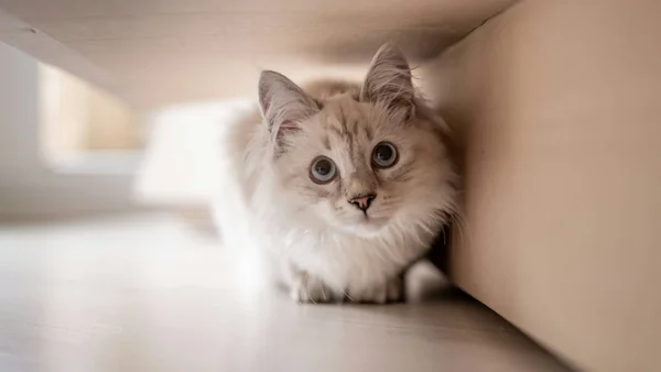 Kat die zich onder een meubel verstopt als voorbeeld van een kat die zich vaker terugtrekt of verstopt