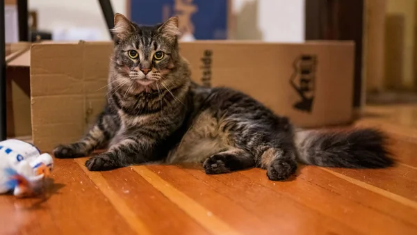 Kat staat alert bij een deurpost in huis, passend bij territoriaal gedrag en mogelijke signalen rond sproeien of plassen in huis.