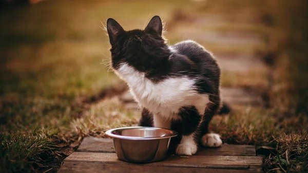 Kat zit buiten bij een voerbak, passend bij informatie over nat en droogvoer voor katten