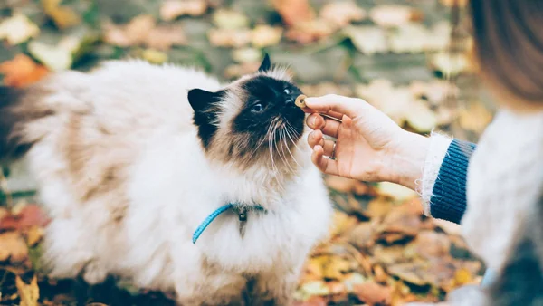 Kat die dicht bij zijn eigenaar staat en een snack krijgt als voorbeeld van een kat die zijn baasje overal volgt