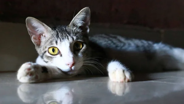 Kat ligt wakker binnenshuis met alerte blik, passend bij nachtelijk miauwen en onrust tijdens de nacht