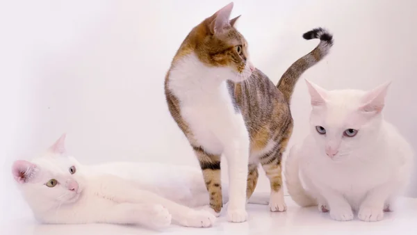 Meerdere katten samen in een rustige setting, voorbeeld van gecontroleerd en veilig laten wennen aan elkaar