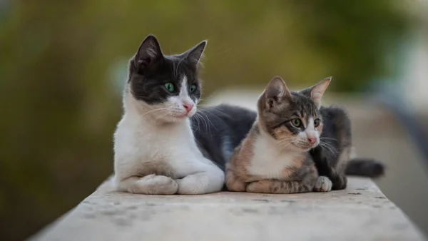 Twee katten liggen ontspannen samen buiten, voorbeeld van leefomgeving en behoeften van binnen- en buitenkatten
