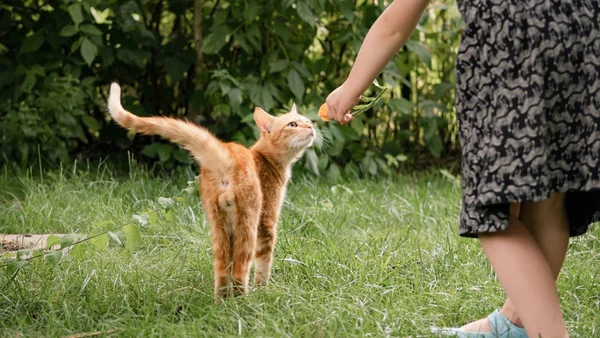 Kind biedt rustig eten aan een kat in de tuin, passend bij veilig en ontspannen contact tussen kinderen en katten.