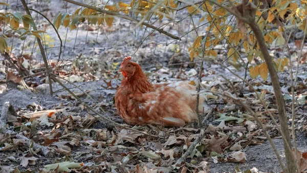 Kip rustend tussen herfstbladeren tijdens een periode van verminderde eierproductie.