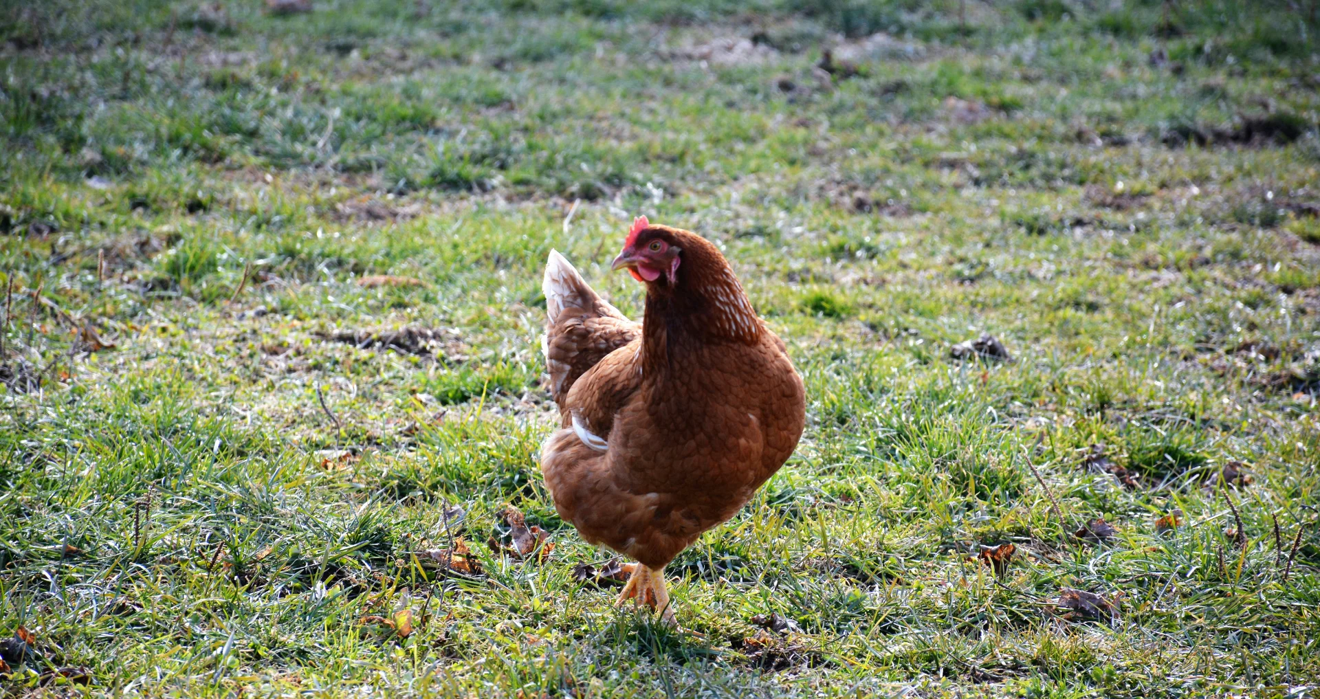 Kip loopt buiten in winterse omgeving op het erf in de kou
