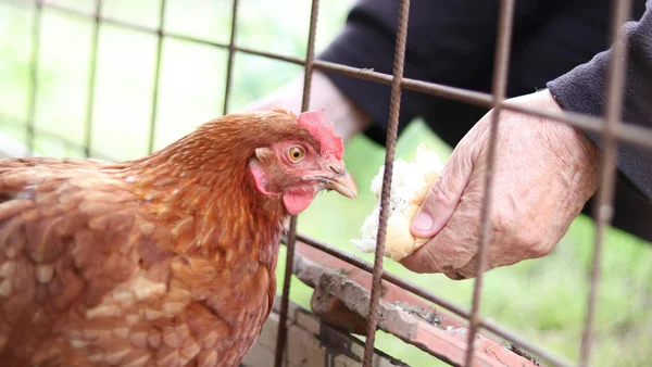 Hand die een kip voert door een gaashek met brood, rustige en veilige interactie