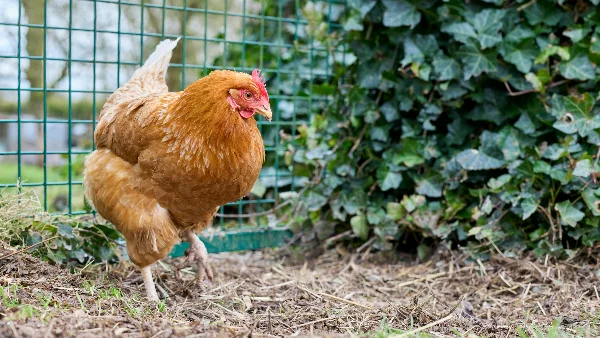 Bruine kip loopt in een omheining tussen groen gaas en klimop.