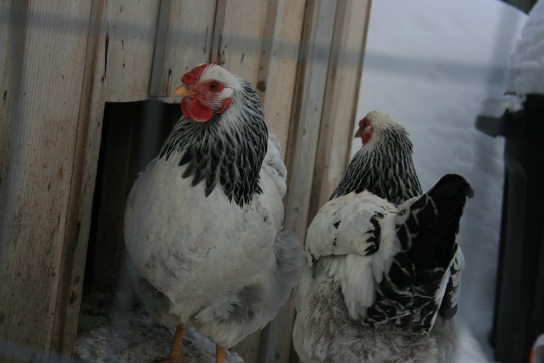 Twee kippen staan naast elkaar in winterse omgeving.