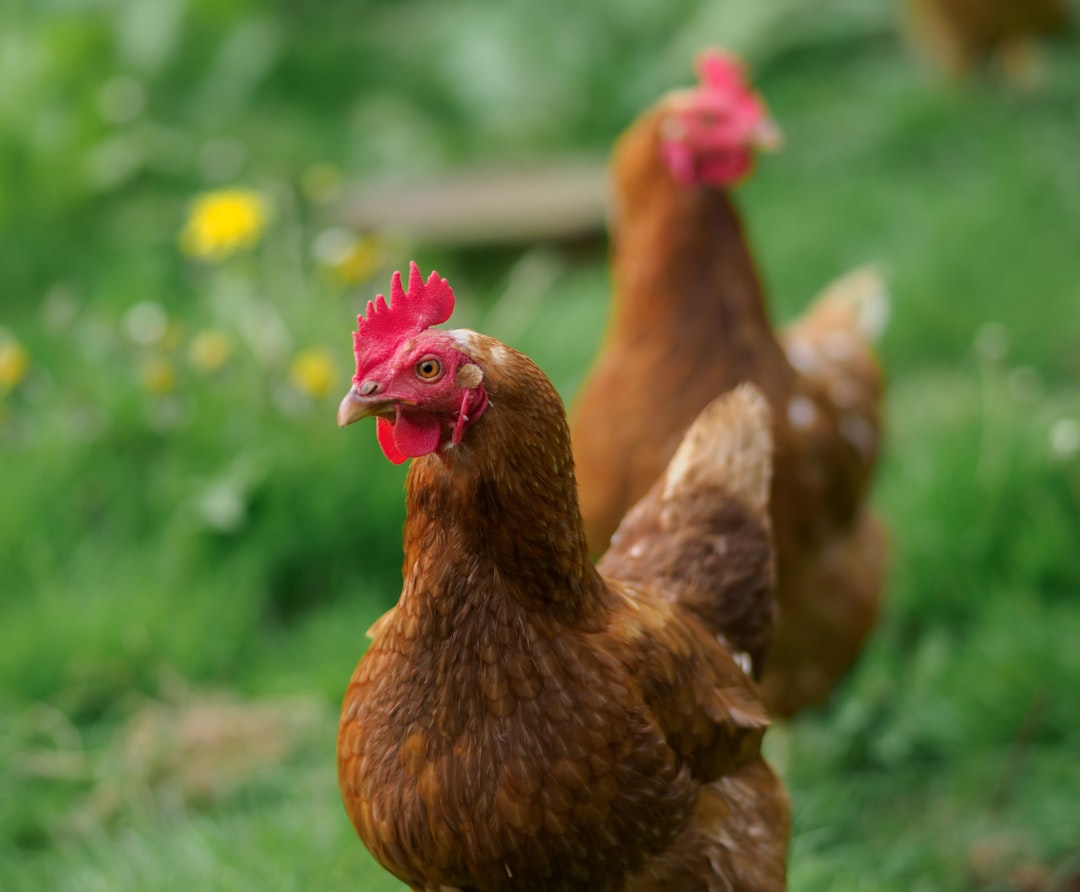 Bruine kippen in een weiland op een zomerse dag.