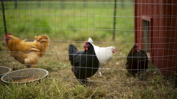 Groep kippen in een omheinde ren met basisvoorzieningen, voorbeeld van huisvesting bij fokker of hobbyhouder.