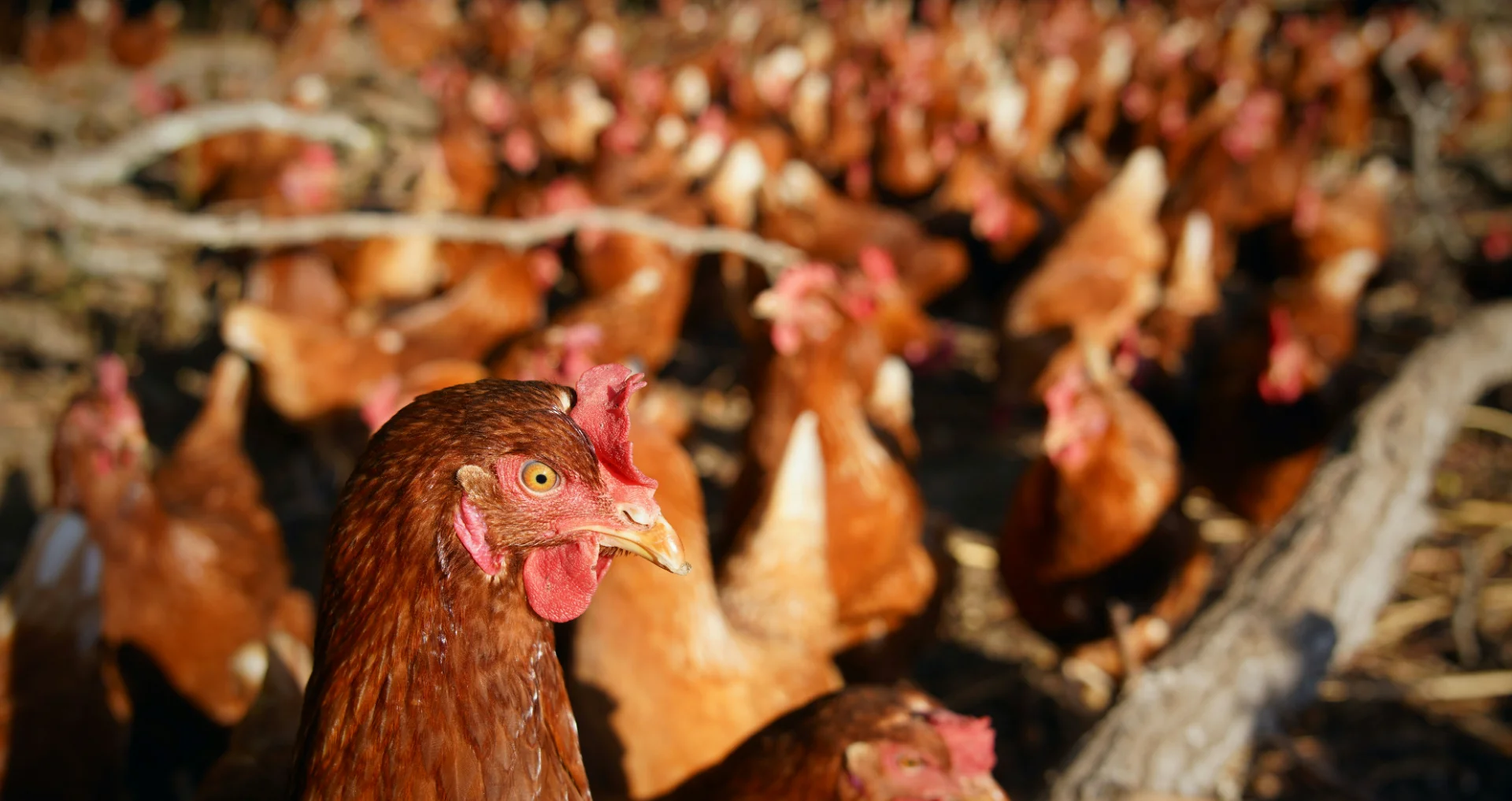 Grote groep kippen bijeengepakt in een veld zonder schuilplekken.