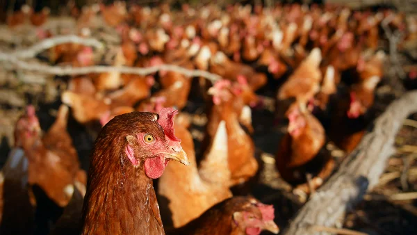 Kippen op te kleine ruimte: risico's en oplossingen
Grote groep kippen bijeengepakt in een veld zonder schuilplekken.