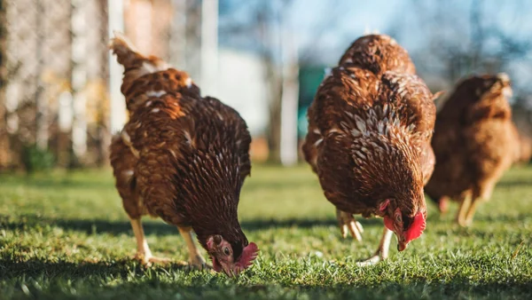 Kippen scharrelen in het gras in een groene tuin tijdens daglicht.