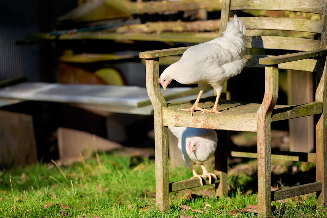Witte kip pikt en krast op houten tuinstoel in de tuin.