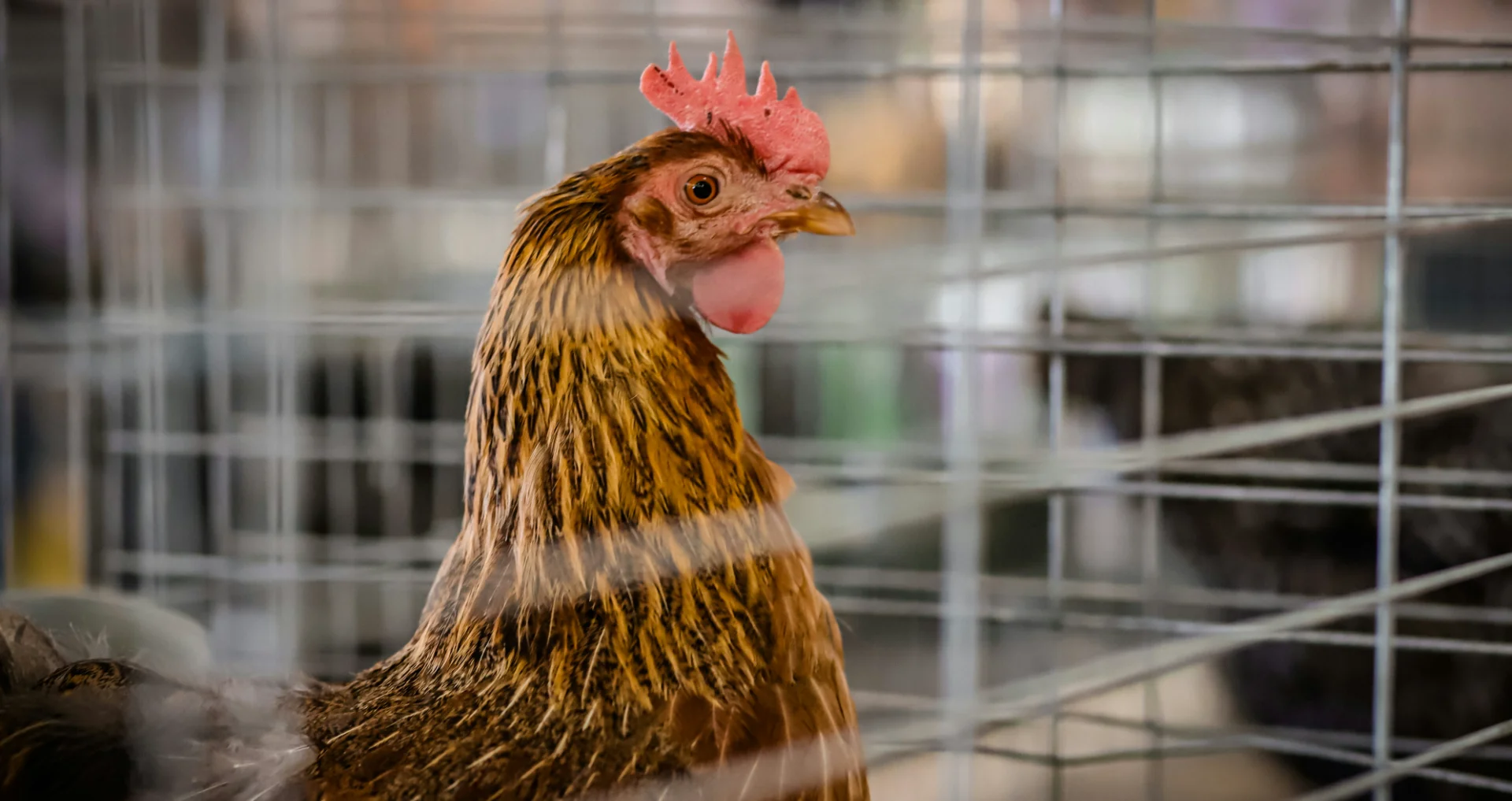 Kip in transport kooi, vogelvervoer veilig en stressloos.