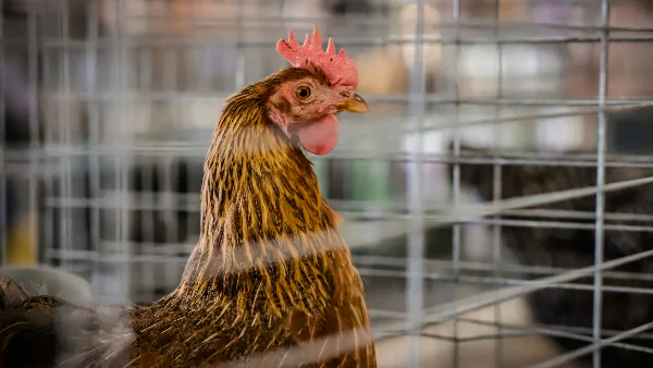 Kip in transport kooi, vogelvervoer veilig en stressloos.