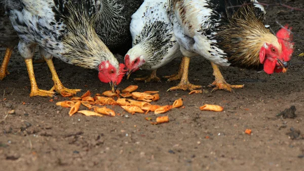 Witte en zwarte haan op bruine grond in dierenweide