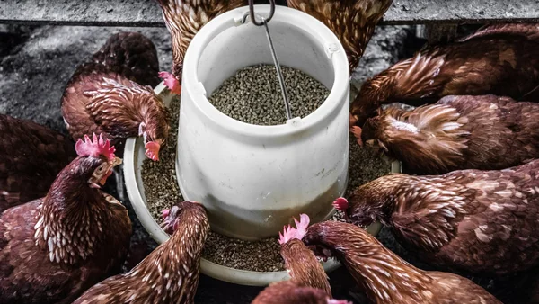 Meerdere kippen rond een voerbak met kippenvoer, duidelijk zicht op dagelijks voer en verbruik