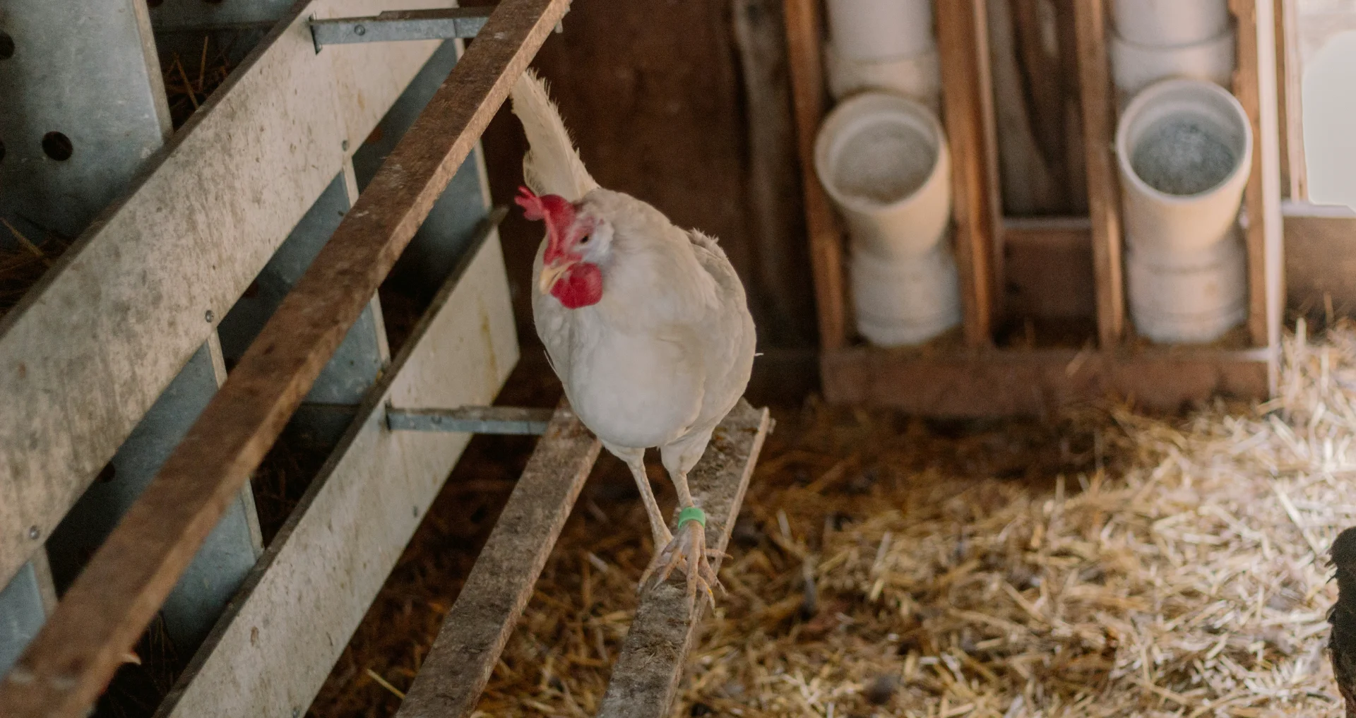Witte haan op boerenerf in een kippenren