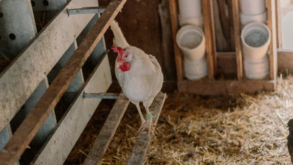 Witte haan op boerenerf in een kippenren