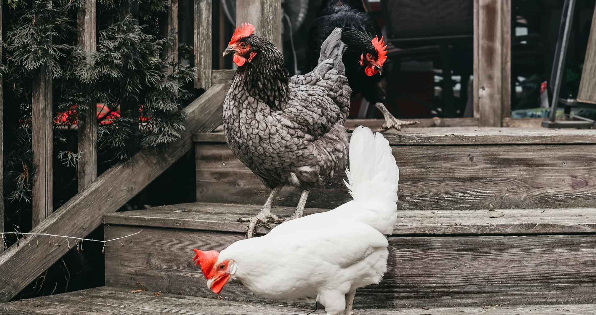 Groep kippen staand op treden van een hok