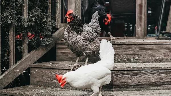 Groep kippen staand op treden van een hok