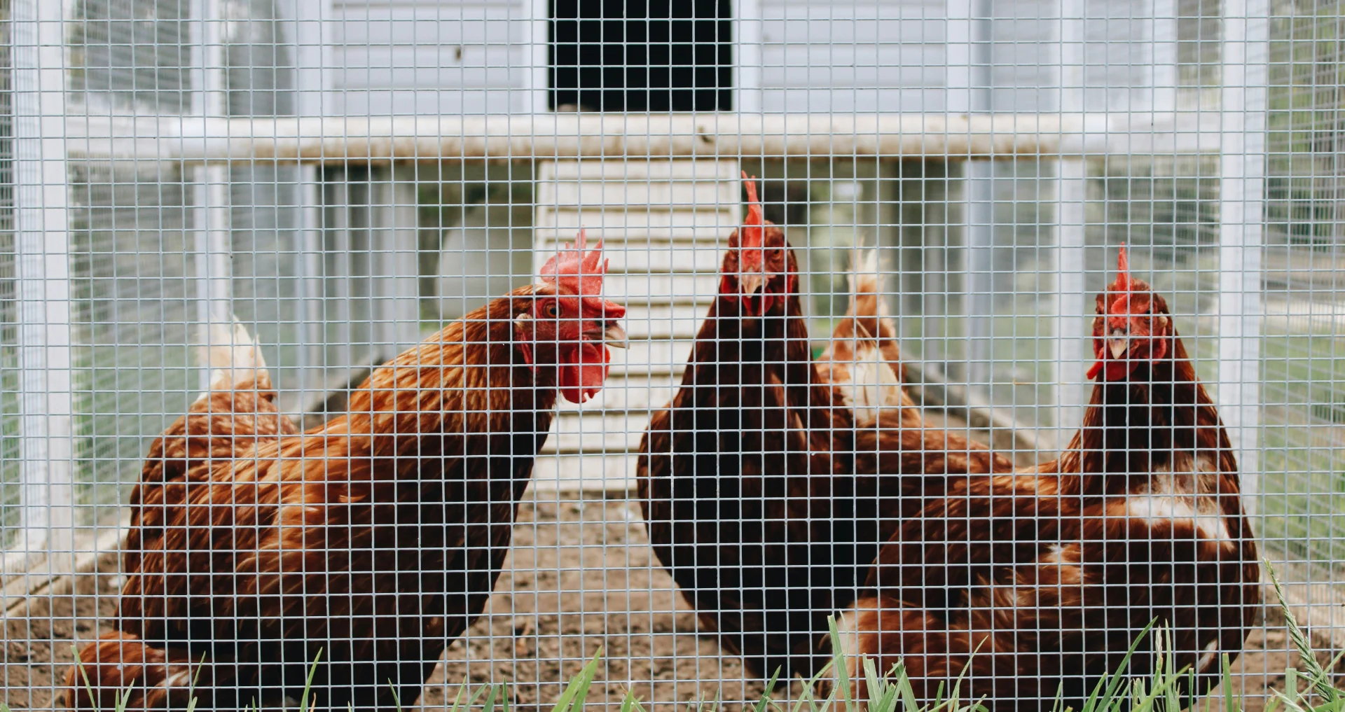 Kippen in een kippenhok op een familieboerderij