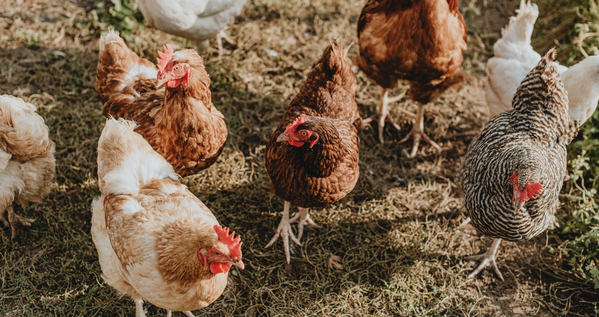 Groep kippen in groen weiland, verschillende rassen bij elkaar.