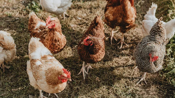 Groep kippen in groen weiland, verschillende rassen bij elkaar.