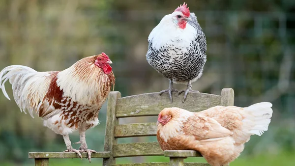 Drie verschillende kippenrassen samen op een houten stoel in een tuin, zichtbaar verschil in kleur en bouw