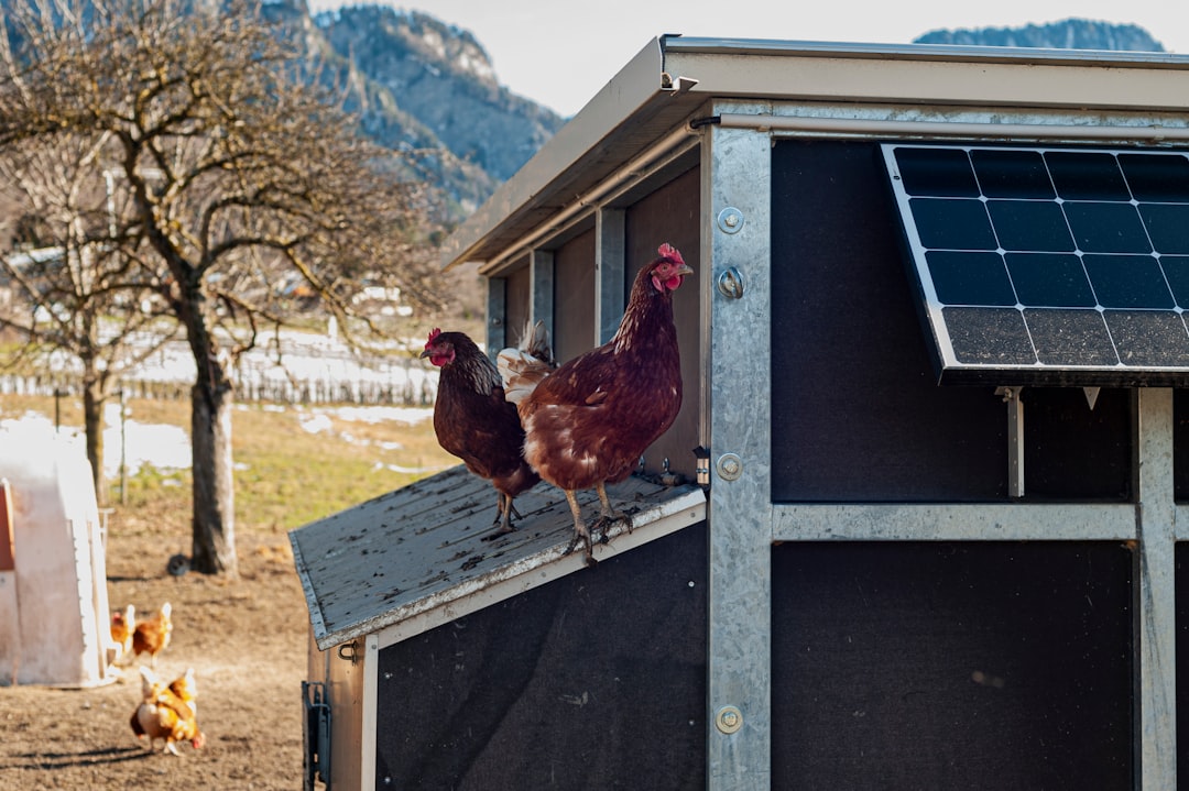 Kippen staande op dak van houten kippenren.