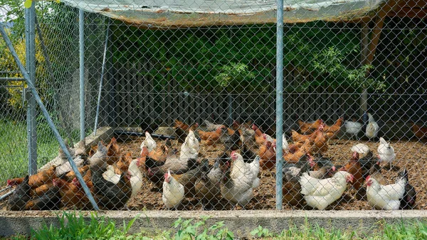 Kippen in een roofdierbestendige kippenren met gaaswanden en net over de bovenkant.