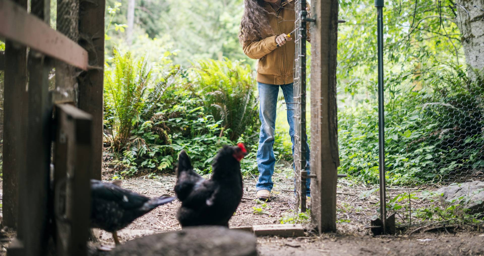 kippenren voorbereiden met hekwerk en gaas terwijl iemand toegang controleert voordat kippen losgaan