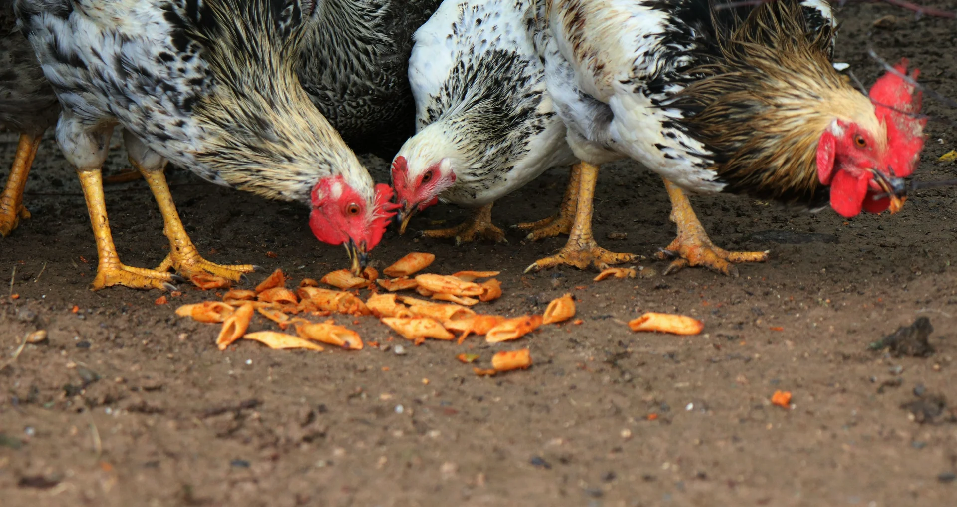 Witte en zwarte haan op bruine grond staand eten kippenvoer.