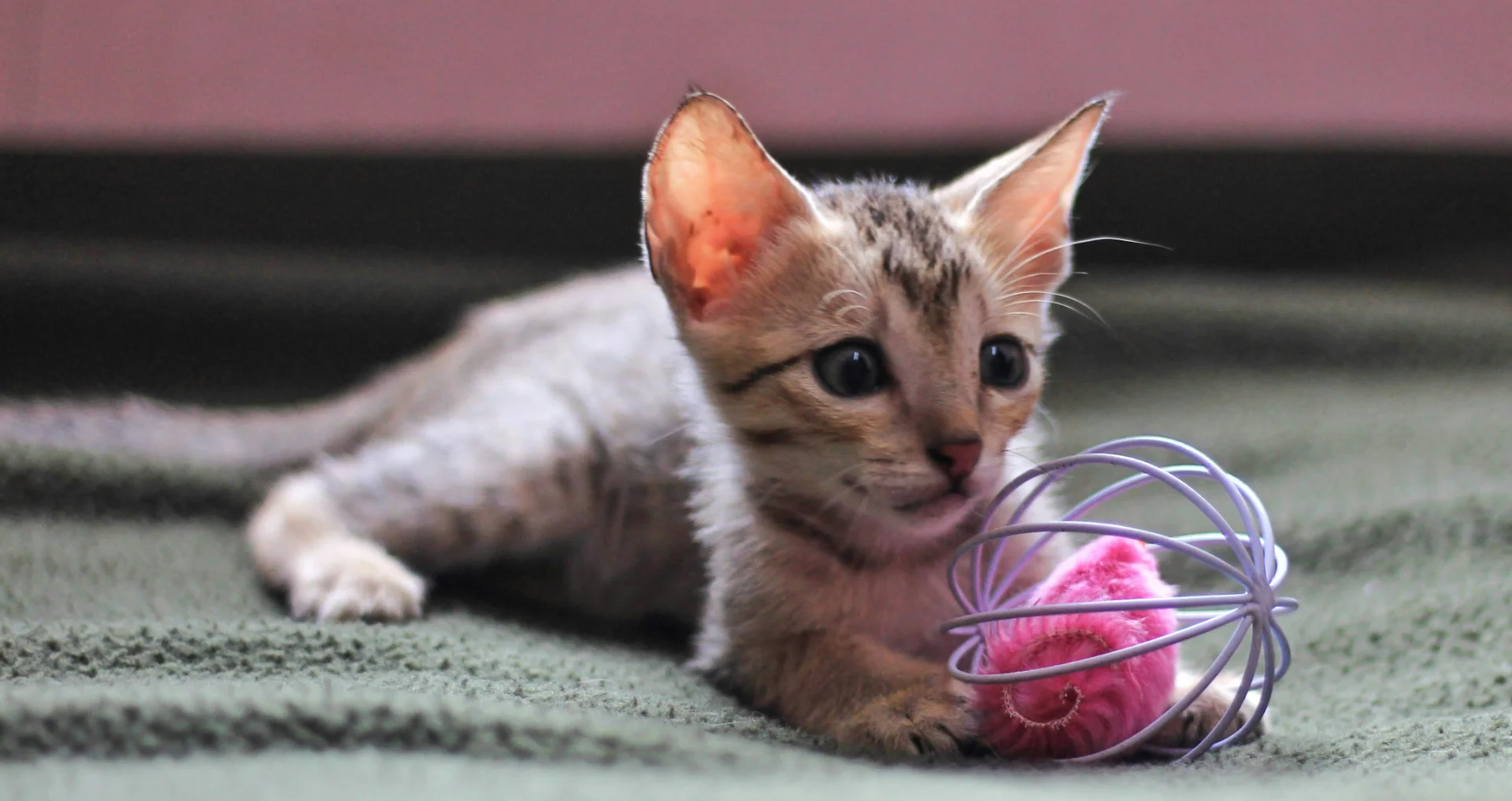 Speelse kitten speelt met een bol wol