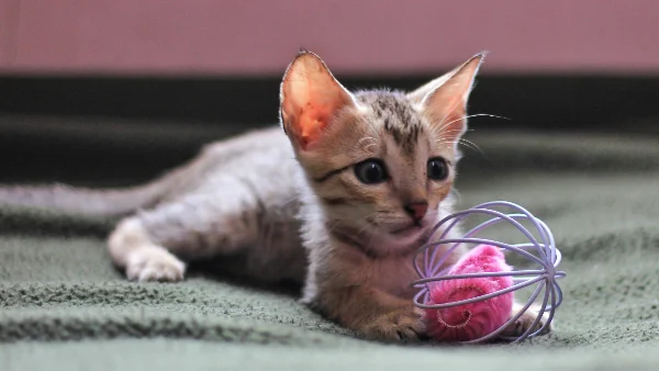 Speelse kitten speelt met een bol wol.