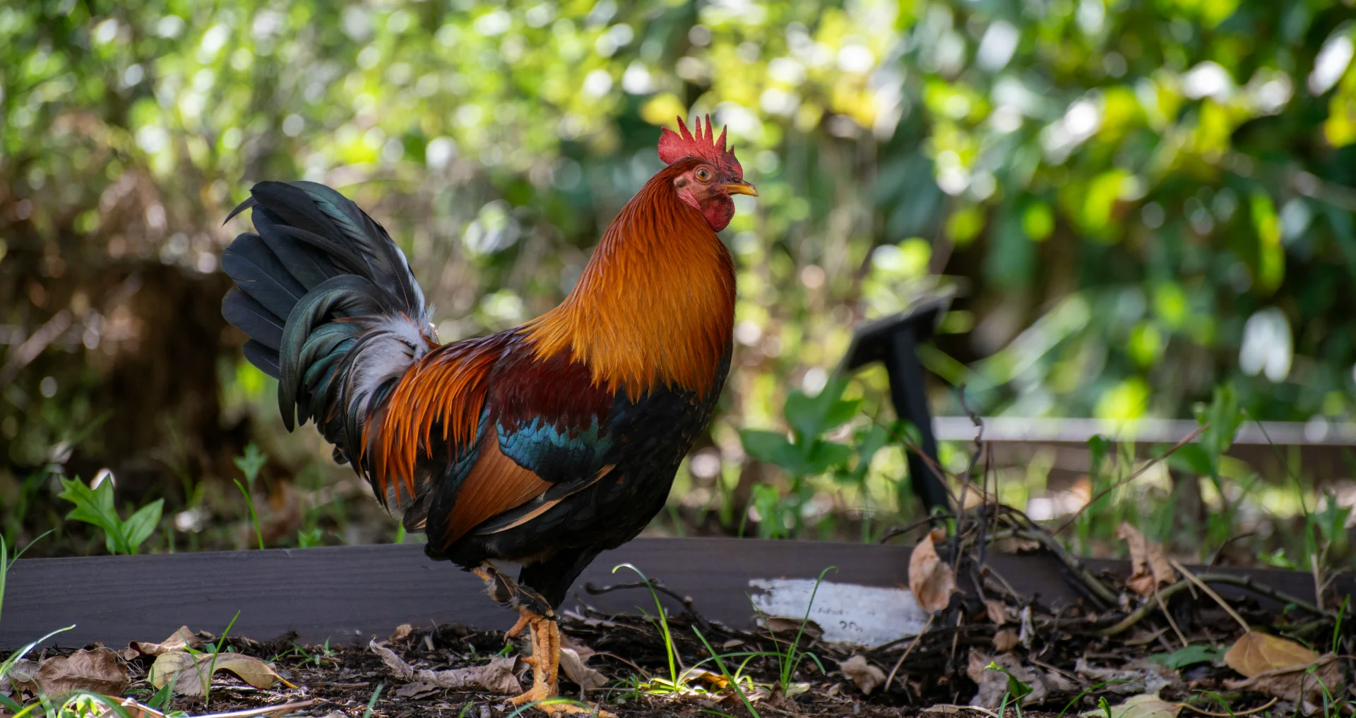Kleurrijke haan staat in groene tuin met bladeren
