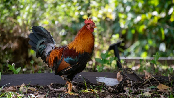 Kleurrijke haan staat in groene tuin met bladeren