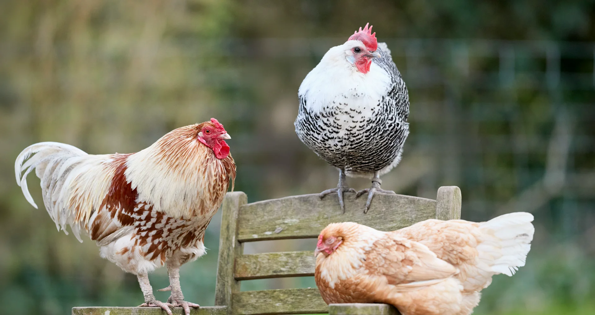 Drie kippen met verschillende veren rond houten stoel in tuin.