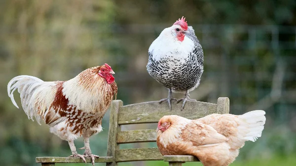 Drie kippen met verschillende veren rond houten stoel in tuin.