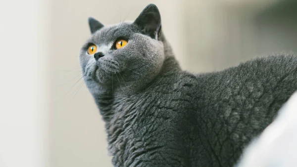 Kortharige kat met dichte vacht in natuurlijk licht, passend bij kattenrassen die weinig vachtverzorging nodig hebben.