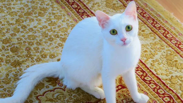Kortharige witte kat zit binnenshuis op een kleed, passend bij verzorging en onderhoud van de korte vacht