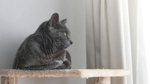 Kat die rustig op een verhoogde krabpaal zit, passend bij het aantrekkelijk maken van hoogte in huis voor katten.