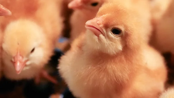 Kuikens onder warmtelamp in broedkast met water en voer