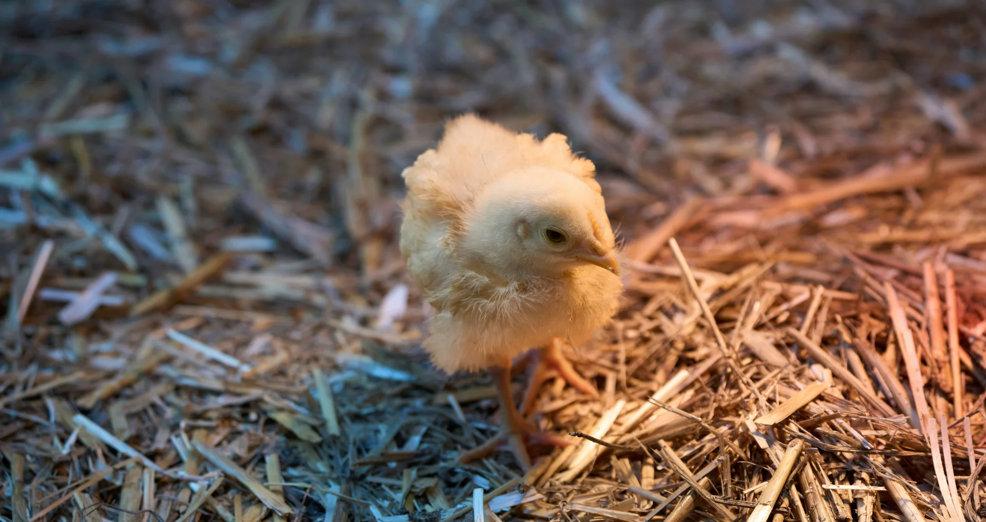 Geel kuikentje staat op stro, voeding en zorgtips.