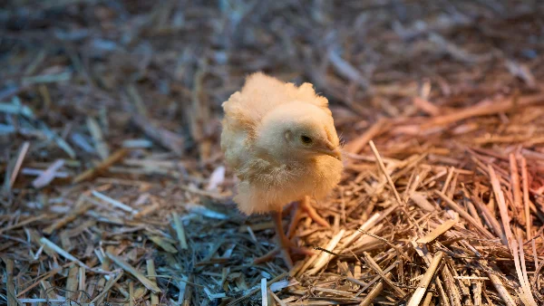 Geel kuikentje staat op stro, voeding en zorgtips.