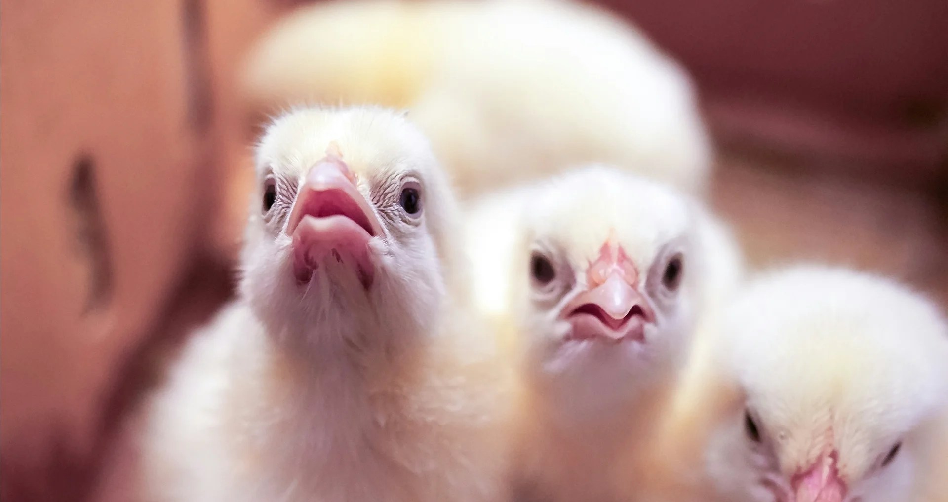Drie fluffy pasgeboren kuikens kijken naar camera in warm licht.