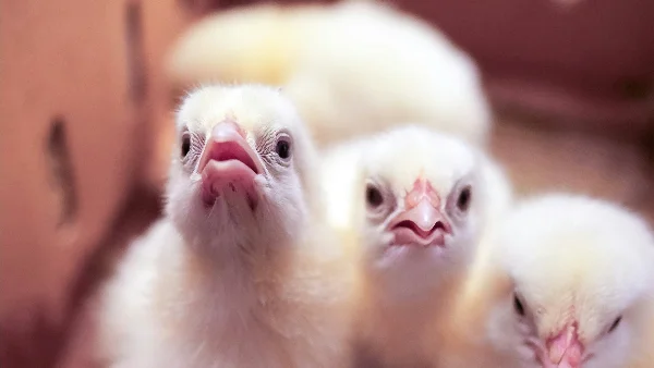 Drie fluffy pasgeboren kuikens kijken naar camera in warm licht.
